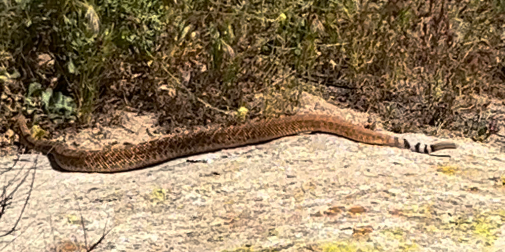 Pic of Rattlesnake